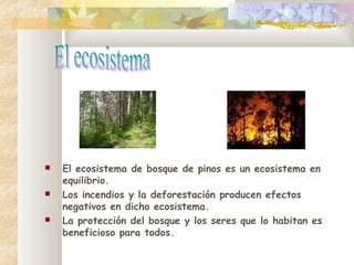  El ecosistema de bosque de pinos es un ecosistema en
equilibrio.
Los incendios y la deforestación producen efectos
negativos en dicho ecosistema.
La protección del bosque y los seres que lo habitan es
beneficioso para todos.