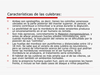 Características de las culebras: Ambas son opistoglifos, es decir, tienen los colmillos venenosos ubicados en la parte posterior del maxilar superior. Al parecer, el veneno contribuye a inmovilizar a la presa durante la deglución.  La posibilidad de que la mordedura de estas serpientes produzca un envenenamiento en el ser humano es remota . Son más agresivas, concretamente la  Malpolon monspessulanus , y antes de atacar producen fuertes silbidos intimidatorios, pero cuando muerden, la inoculación del veneno se ve dificultado por la posición de sus "colmillos".  Las huellas del mordisco son puntiformes y distanciadas entre 10 y 18 mm. Se sabe que el veneno de esta culebra es neurotóxico, pero se carece de información acerca del curso clínico que podrían tener las mordeduras venenosas en el ser humano. Si tal mordedura se produjera, el tratamiento sería sintomático. El hábitat de las culebras es más amplio que el de las víboras, ya que viven también en ambientes húmedos.  Ante la presencia humana suelen huir, pero en ocasiones les hacen frente, e incluso se han dado casos de ataque a niños pequeños. 