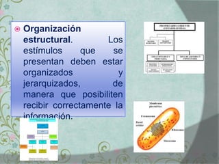  Organización
estructural. Los
estímulos que se
presentan deben estar
organizados y
jerarquizados, de
manera que posibiliten
recibir correctamente la
información.
 
