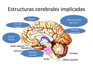 Estructuras cerebrales implicadas
                 Tálamo      Lóbulo parietal
                               posterior
      Giro del
      cíngulo
                                 Colículos
                                superiores
Lóbulo
frontal




                 Sistema
                 reticular
 
