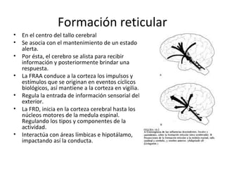 Formación reticular
•   En el centro del tallo cerebral
•   Se asocia con el mantenimiento de un estado
    alerta.
•   Por ésta, el cerebro se alista para recibir
    información y posteriormente brindar una
    respuesta.
•   La FRAA conduce a la corteza los impulsos y
    estímulos que se originan en eventos cíclicos
    biológicos, así mantiene a la corteza en vigilia.
•   Regula la entrada de información sensorial del
    exterior.
•   La FRD, inicia en la corteza cerebral hasta los
    núcleos motores de la medula espinal.
    Regulando los tipos y componentes de la
    actividad.
•   Interactúa con áreas límbicas e hipotálamo,
    impactando así la conducta.
 