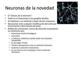 Neuronas de la novedad
•   O “Células de la atención”.
•   Están en el hipocampo y los ganglios basales.
•   Se habitúan a un estímulo y dejan de dar respuesta.
•   Reaccionan ante cualquier modificación del estímulo
    (incremento o decremento de éste).
•   Reflejo de orientación: Forma de atención involuntaria
    se caracteriza por:
     – Reacciones electro fisiológicas
     – vasculares
     – y motoras, evidentes cuando existe una situación
       inesperada.
     – Es de origen innato.
     – Tiende a desaparecer ante un estímulo insistente.
     – Sustenta la atención involuntaria.
     – En sus formas mas complejas, inicia la atención
       voluntaria.
 