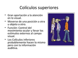 Colículos superiores
• Gran aportación a la atención
  en lo visual.
• Moverse de una posición a otra
  u objeto a otro.
• Función: Control del
  movimiento ocular y llevar los
  estímulos externos al campo
  visual.
• Los Colículos inferiores
  probablemente hacen lo mismo
  pero con la información
  auditiva.
 