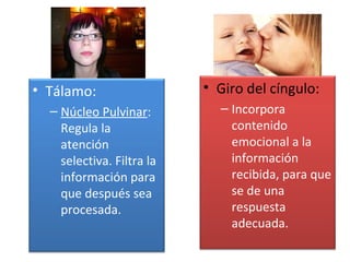 • Tálamo:                  • Giro del cíngulo:
  – Núcleo Pulvinar:         – Incorpora
    Regula la                  contenido
    atención                   emocional a la
    selectiva. Filtra la       información
    información para           recibida, para que
    que después sea            se de una
    procesada.                 respuesta
                               adecuada.
 