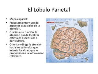 El Lóbulo Parietal
• Mapa espacial:
• Procesamiento y uso de
  aspectos espaciales de la
  atención.
• Gracias a su función, la
  atención puede localizar
  estímulos específicos o
  particulares.
• Orienta y dirige la atención
  hacia los estímulos que
  intenta localizar, que le
  proporcionan la información
  relevante.
 