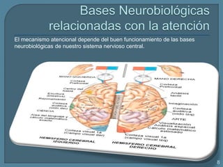 El mecanismo atencional depende del buen funcionamiento de las bases
neurobiológicas de nuestro sistema nervioso central.
8
 