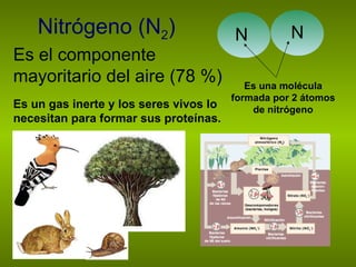 Nitrógeno (N 2 ) Es el componente mayoritario del aire (78 %) Es una molécula formada por 2 átomos de nitrógeno N N Es un gas inerte y los seres vivos lo necesitan para formar sus proteínas. 