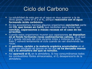 Ciclo del Carbono
   La solubilidad de este gas en el agua es muy superior a la de
    otros gases, como el O2 o el N2, porque reacciona con el agua
    formando ácido carbónico.
   En los ecosistemas marinos algunos organismos convierten parte
    del CO2 que toman en CaCO3 que necesitan para formar sus
    conchas, caparazones o masas rocosas en el caso de los
    arrecifes.
   Cuando estos organismos mueren sus caparazones se depositan
    en el fondo formando rocas sedimentarias calizas, en el que
    el C queda retirado del ciclo durante miles y millones de años.
    Este C volverá lentamente al ciclo cuando se van disolviendo las
    rocas.
   El petróleo, carbón y la materia orgánica acumulados en el
    suelo son resultado de épocas en las que se ha devuelto menos
    CO2 a la atmósfera del que se tomaba.
   Así apareció el O2 en la atmósfera. Si hoy consumiéramos todos
    los combustibles fósiles almacenados, el O2 desaparecería de la
    atmósfera.
 