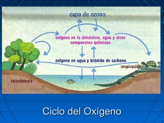 Ciclo del Oxígeno
 