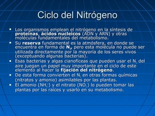 Ciclo del Nitrógeno
   Los organismos emplean el nitrógeno en la síntesis de
    proteínas, ácidos nucleicos (ADN y ARN) y otras
    moléculas fundamentales del metabolismo.
   Su reserva fundamental es la atmósfera, en donde se
    encuentra en forma de N2, pero esta molécula no puede ser
    utilizada directamente por la mayoría de los seres vivos
    (exceptuando algunas bacterias).
   Esas bacterias y algas cianofíceas que pueden usar el N2 del
    aire juegan un papel muy importante en el ciclo de este
    elemento al hacer la fijación del nitrógeno.
   De esta forma convierten el N2 en otras formas químicas
    (nitratos y amonio) asimilables por las plantas.
   El amonio (NH4+) y el nitrato (NO3-) lo pueden tomar las
    plantas por las raíces y usarlo en su metabolismo.
 
