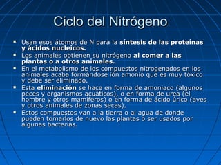 Ciclo del Nitrógeno
   Usan esos átomos de N para la síntesis de las proteínas
    y ácidos nucleicos.
   Los animales obtienen su nitrógeno al comer a las
    plantas o a otros animales.
   En el metabolismo de los compuestos nitrogenados en los
    animales acaba formándose ión amonio que es muy tóxico
    y debe ser eliminado.
   Esta eliminación se hace en forma de amoniaco (algunos
    peces y organismos acuáticos), o en forma de urea (el
    hombre y otros mamíferos) o en forma de ácido úrico (aves
    y otros animales de zonas secas).
   Estos compuestos van a la tierra o al agua de donde
    pueden tomarlos de nuevo las plantas o ser usados por
    algunas bacterias.
 