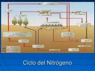 Ciclo del Nitrógeno
 
