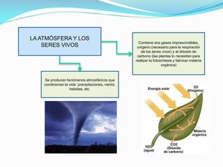 LA ATMÓSFERA Y LOS
SERES VIVOS

Se producen fenómenos atmosféricos que
condicionan la vida: precipitaciones, viento,
heladas, etc.

Contiene dos gases imprescindibles,
oxígeno (necesario para la respiración
de los seres vivos) y el dióxido de
carbono (las plantas lo necesitan para
realizar la fotosíntesis y fabricar materia
orgánica)

 