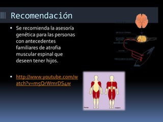 Recomendación
 Se recomienda la asesoría
genética para las personas
con antecedentes
familiares de atrofia
muscular espin...