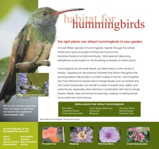 habitat for
                                                            hummingbirds
                                                     The right plants can attract hummingbirds to your garden.
                                                     At least fifteen species of hummingbirds migrate through the United
                                                     States each year, and eight of those are found in the
                                                     Barataria-Terrebonne National Estuary. Most species follow long
                                                     established routes based on the flowering schedules of native plants.


                                                     Hummingbirds do eat small insects, but feed mainly on the nectar of

10                                                   flowers. Supplying an abundance of flowers that bloom throughout the
                                                     growing seasons will provide a constant supply of nectar. Hummingbirds
                                                     are most attracted to tubular red to orange flowers such as trumpet vine
                                                     and coral honeysuckle, but will visit a variety of purple, blue, yellow and
                                                     white flowers, especially when planted in combination with red to orange

             Ruby-throated Hummingbird
                                                     flowers. Ideally, trees and shrubs for perching, roosting, or nesting should
            John Hartgerink                          be located near food sources.

                                                                       Native plants that attract Hummingbirds
 Do not use chemical pesticides.
 They can poison or eliminate                            Bee Balm                  Coral Bean (Mamou)          Morning Glory
 the insects that supplement                             Cardinal Flower           Crossvine                   Red Buckeye
                                                         Coral Honeysuckle         Maypop                      Trumpet Vine
 hummingbirds’ diets.

                                   Buff-bellied Hummingbird: Dennis Demcheck




 Hummingbirds of the
 Barataria-Terrebonne

 Allen’s         Buff-bellied
 Anna’s          Calliope
 Black-chinned   Ruby-throated
 Broad-tailed    Rufous             Trumpet Vine                 Maypop                    Morning Glory              Coral Honeysuckle
 