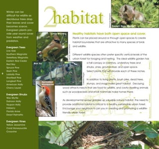 Winter can be
    difficult for wldlife as



                                          2    habitat



                                                                                                                                          Michael Massimi
    deciduous trees drop
    their leaves and cover
    becomes scarce.                                                                                                                                         Eastern Gray Squirrel
    Evergreen plants pro-
    vide year round cover                     Cedar Waxwing                                  Healthy habitats have both open space and cover.
    from weather and                                                                         Plants can be placed around or through open spaces to create
    predators.                                                                               habitat boundaries that are attractive to many species of birds

    Evergreen Trees




                                                                           Dennis Demcheck
                                                                                             and wildlife.
    Live Oak
    Southern Magnolia                                                                        Different wildlife species often prefer specific vertical levels of the
    Sweetbay Magnolia
    Eastern Red Cedar
                                                                                             urban forest for foraging and nesting. The ideal wildlife garden has

    Red Bay                    Blue Jay                                                                               a tall canopy or overstory, understory trees and




                                                                                                                                                                                    Overstory
    Spruce Pine                                                                                                       shrubs, vines, groundcover, and open space.
    Slash Pine                                                                                                        Select plants that will provide each of these niches.
6   Loblolly Pine


                                                                                                      Celeste Regal
    Shortleaf Pine
    Longleaf Pine
                                                                                                                      In addition to living plants, brush piles, dead trees,




                                                                                                                                                                                    Midstory
                                      Red-bellied
    American Holly                    Woodpecker                                                                      stumps, and snags make great habitat. Decaying
    Cherry Laurel                                                     wood attracts insects that are food for wildlife, and cavity-dwelling animals

    Evergreen Shrubs
                                                                      such as woodpeckers and small mammals make homes there.




                                                                                                                                                                                    Understory
    Wax Myrtle
    Dahoon Holly                                                      As developmental sprawl gobbles up valuable natural habitat, the need to
    Yaupon Holly
                                                    Dave Cagnolatti




                                                                      provide additional habitat is critical to a healthy sustainable urban forest.
    Inkberry                                                          Encourage your neighbors to join you in creating and promoting a wildlife-




                                                                                                                                                                                    Groundcover
    Florida Anise
    Dwarf Palmetto
                                                                      friendly urban forest.


    Evergreen Vines
    Yellow Jessamine
    Coral Honeysuckle
    Crossvine
 