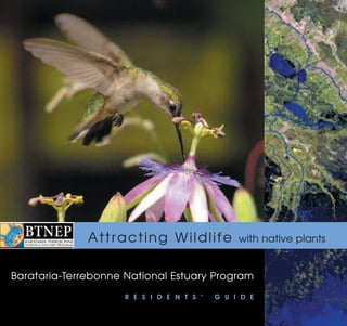 Attracting Wildlife               with native plants


Barataria-Terrebonne National Estuary Program
                     R E S I D E N T S ’   G U I D E
 
