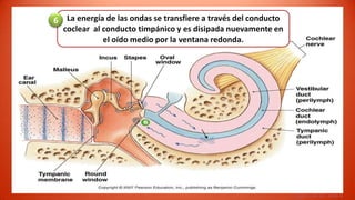 6 La energía de las ondas se transfiere a través del conducto
  coclear al conducto timpánico y es disipada nuevamente en
             el oído medio por la ventana redonda.




                                                                Figure 10-19, step 6
 