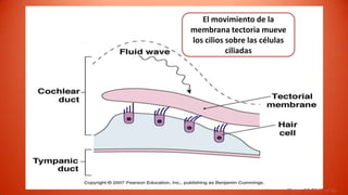 El movimiento de la
membrana tectoria mueve
los cilios sobre las células
           ciliadas




                               Figure 10-20 (7 of 8)
 