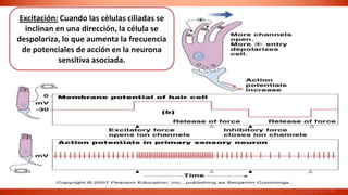 Excitación: Cuando las células ciliadas se
   inclinan en una dirección, la célula se
despolariza, lo que aumenta la frecuencia
  de potenciales de acción en la neurona
             sensitiva asociada.




                                              Figure 10-21b
 