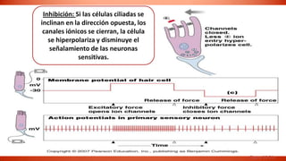 Inhibición: Si las células ciliadas se
inclinan en la dirección opuesta, los
 canales iónicos se cierran, la célula
   se hiperpolariza y disminuye el
    señalamiento de las neuronas
              sensitivas.




                                          Figure 10-21c
 