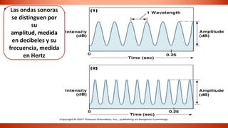 Las ondas sonoras
 se distinguen por
         su
 amplitud, medida
  en decibeles y su
frecuencia, medida
      en Hertz
 