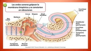 1     Las ondas sonoras golpean la
    membrana timpánica y se convierten
             en vibraciones




                                         Figure 10-19, step 1
 
