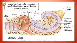 2    La energía de las ondas sonoras es
    transferida a los tres huesos del oído
             medio, que vibran.




                                             Figure 10-19, step 2
 