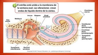3 El estribo está unido a la membrana de
  la ventana oval. Las vibraciones crean
   ondas de líquido dentro de la cóclea.




                                           Figure 10-19, step 3
 