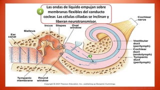 Las ondas de líquido empujan sobre
4    membranas flexibles del conducto
  coclear. Las células ciliadas se inclinan y
          liberan neurotransmisor.




                                                Figure 10-19, step 4
 