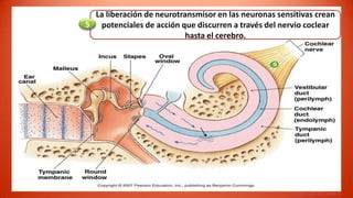 La liberación de neurotransmisor en las neuronas sensitivas crean
5 potenciales de acción que discurren a través del nervio coclear
                           hasta el cerebro.




                                                       Figure 10-19, step 5
 