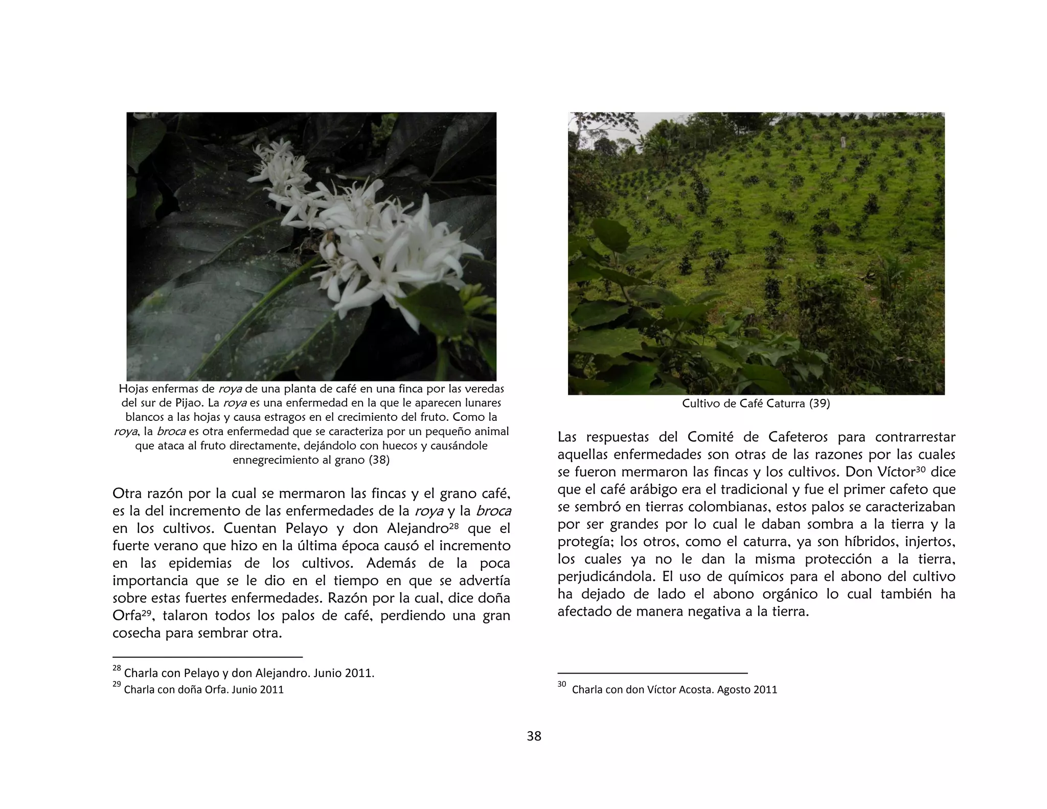 38
Hojas enfermas de roya de una planta de café en una finca por las veredas
del sur de Pijao. La roya es una enfermedad en la que le aparecen lunares
blancos a las hojas y causa estragos en el crecimiento del fruto. Como la
roya, la broca es otra enfermedad que se caracteriza por un pequeño animal
que ataca al fruto directamente, dejándolo con huecos y causándole
ennegrecimiento al grano (38)
Otra razón por la cual se mermaron las fincas y el grano café,
es la del incremento de las enfermedades de la roya y la broca
en los cultivos. Cuentan Pelayo y don Alejandro28 que el
fuerte verano que hizo en la última época causó el incremento
en las epidemias de los cultivos. Además de la poca
importancia que se le dio en el tiempo en que se advertía
sobre estas fuertes enfermedades. Razón por la cual, dice doña
Orfa29, talaron todos los palos de café, perdiendo una gran
cosecha para sembrar otra.
28
Charla con Pelayo y don Alejandro. Junio 2011.
29
Charla con doña Orfa. Junio 2011
Cultivo de Café Caturra (39)
Las respuestas del Comité de Cafeteros para contrarrestar
aquellas enfermedades son otras de las razones por las cuales
se fueron mermaron las fincas y los cultivos. Don Víctor30 dice
que el café arábigo era el tradicional y fue el primer cafeto que
se sembró en tierras colombianas, estos palos se caracterizaban
por ser grandes por lo cual le daban sombra a la tierra y la
protegía; los otros, como el caturra, ya son híbridos, injertos,
los cuales ya no le dan la misma protección a la tierra,
perjudicándola. El uso de químicos para el abono del cultivo
ha dejado de lado el abono orgánico lo cual también ha
afectado de manera negativa a la tierra.
30
Charla con don Víctor Acosta. Agosto 2011
 