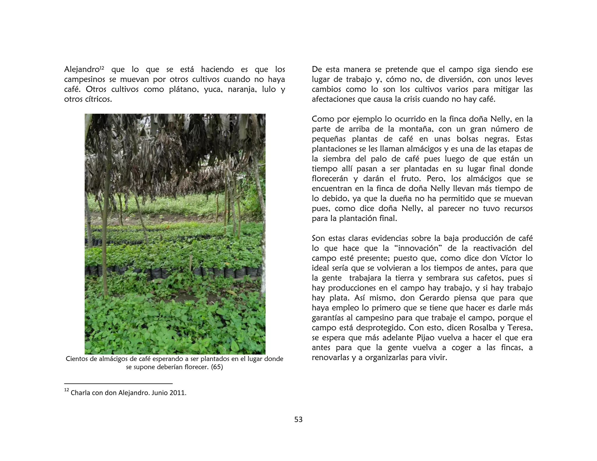 53
Alejandro12 que lo que se está haciendo es que los
campesinos se muevan por otros cultivos cuando no haya
café. Otros cultivos como plátano, yuca, naranja, lulo y
otros cítricos.
Cientos de almácigos de café esperando a ser plantados en el lugar donde
se supone deberían florecer. (65)
12
Charla con don Alejandro. Junio 2011.
De esta manera se pretende que el campo siga siendo ese
lugar de trabajo y, cómo no, de diversión, con unos leves
cambios como lo son los cultivos varios para mitigar las
afectaciones que causa la crisis cuando no hay café.
Como por ejemplo lo ocurrido en la finca doña Nelly, en la
parte de arriba de la montaña, con un gran número de
pequeñas plantas de café en unas bolsas negras. Estas
plantaciones se les llaman almácigos y es una de las etapas de
la siembra del palo de café pues luego de que están un
tiempo allí pasan a ser plantadas en su lugar final donde
florecerán y darán el fruto. Pero, los almácigos que se
encuentran en la finca de doña Nelly llevan más tiempo de
lo debido, ya que la dueña no ha permitido que se muevan
pues, como dice doña Nelly, al parecer no tuvo recursos
para la plantación final.
Son estas claras evidencias sobre la baja producción de café
lo que hace que la “innovación” de la reactivación del
campo esté presente; puesto que, como dice don Víctor lo
ideal sería que se volvieran a los tiempos de antes, para que
la gente trabajara la tierra y sembrara sus cafetos, pues si
hay producciones en el campo hay trabajo, y si hay trabajo
hay plata. Así mismo, don Gerardo piensa que para que
haya empleo lo primero que se tiene que hacer es darle más
garantías al campesino para que trabaje el campo, porque el
campo está desprotegido. Con esto, dicen Rosalba y Teresa,
se espera que más adelante Pijao vuelva a hacer el que era
antes para que la gente vuelva a coger a las fincas, a
renovarlas y a organizarlas para vivir.
 
