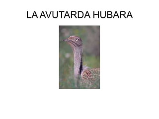 LA AVUTARDA HUBARA 