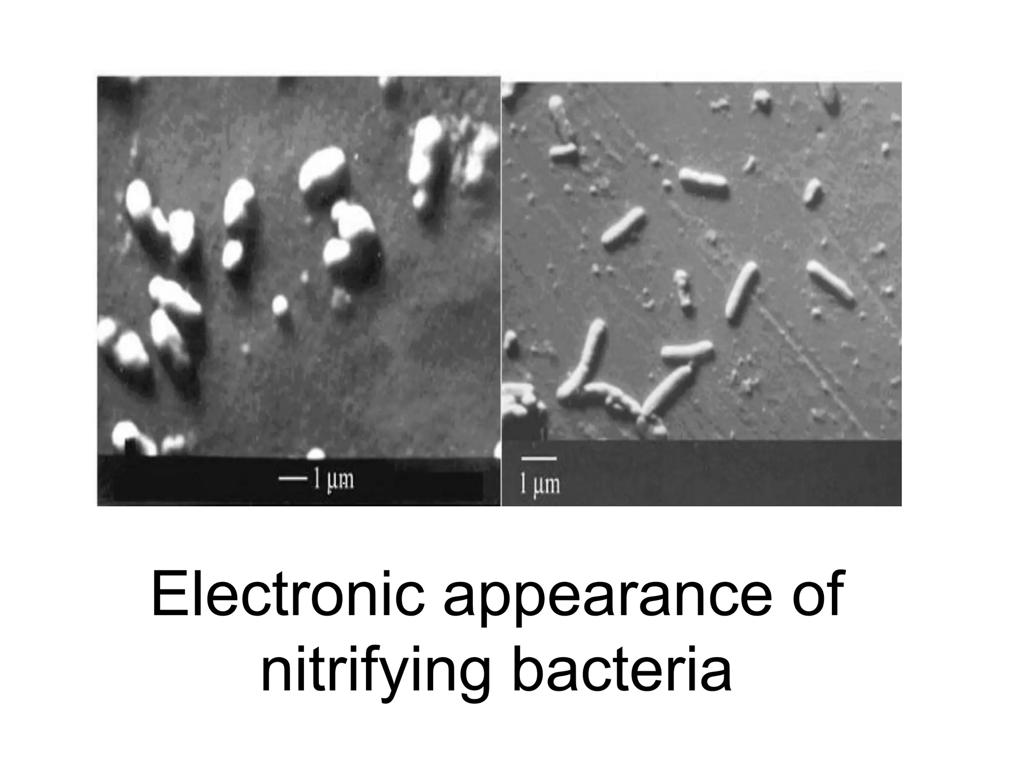 Electronic appearance of
    nitrifying bacteria
 