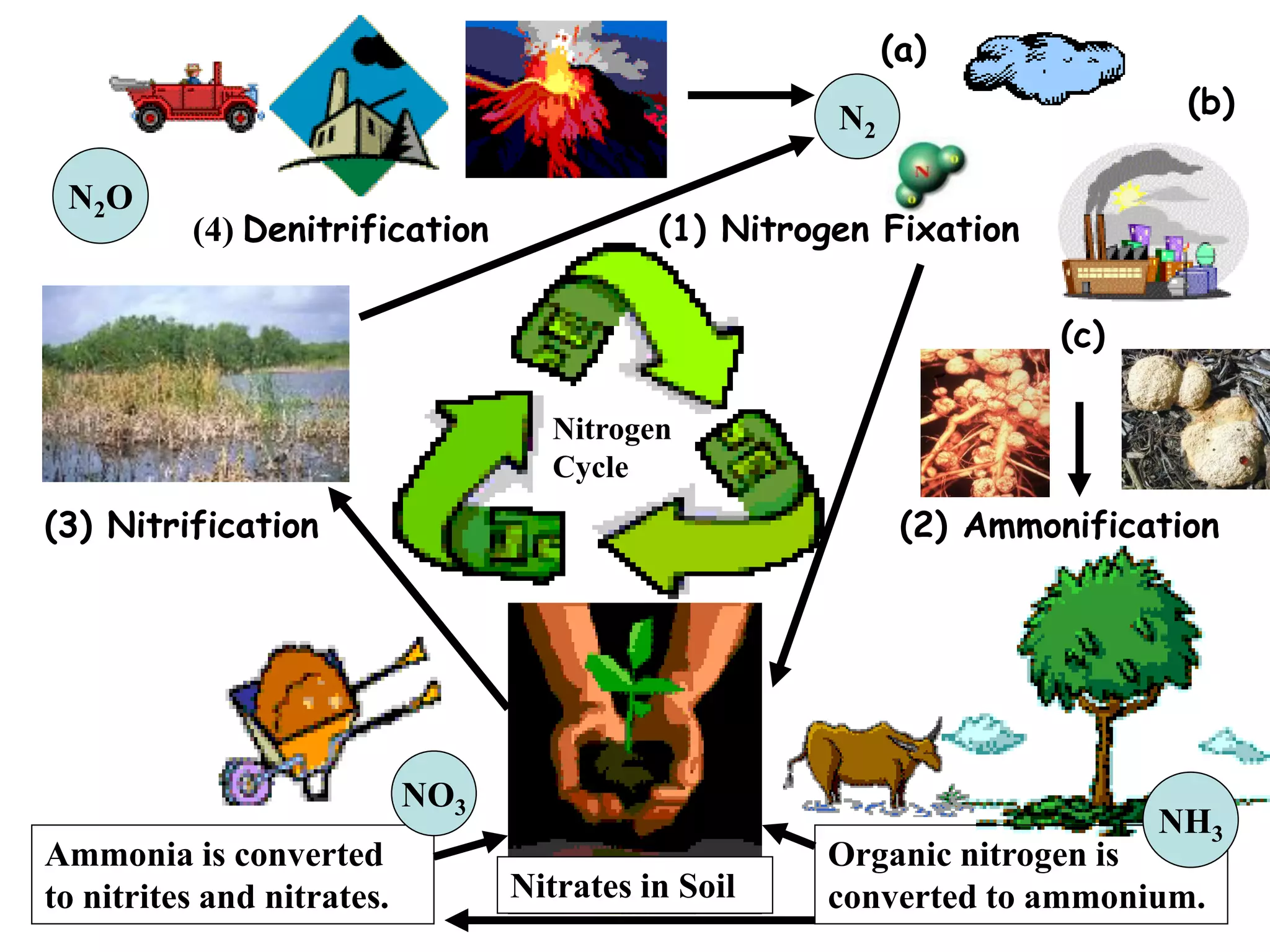 (a)
                                                      N2                    (b)

 N2 O
          (4) Denitrification               (1) Nitrogen Fixation

                                                                     (c)

                                     Nitrogen
                                     Cycle
(3) Nitrification                                           (2) Ammonification




                            NO3
                                                                           NH3
Ammonia is converted                                 Organic nitrogen is
to nitrites and nitrates.         Nitrates in Soil   converted to ammonium.
 