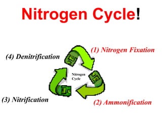 Nitrogen Cycle!

                                  (1) Nitrogen Fixation
 (4) Denitrification

                       Nitrogen
                       Cycle




(3) Nitrification                 (2) Ammonification
 
