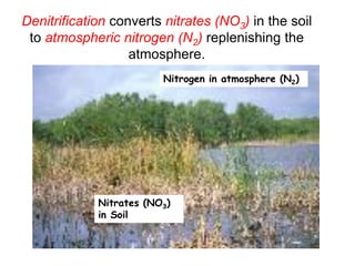 Lab.11 methods for estimating denitrification process | PDF