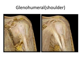 Glenohumeral(shoulder)
 