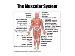 The Muscular SystemThe Muscular System
 