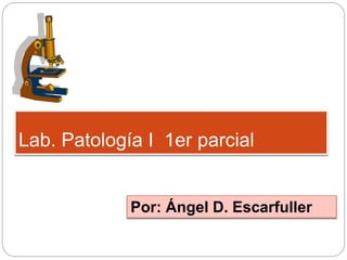 Lab. Patología I 1er parcial 
Por: Ángel D. Escarfuller 
 
