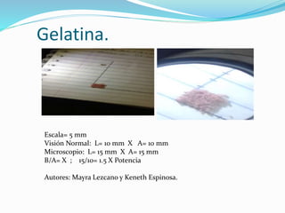 Gelatina.
Escala= 5 mm
Visión Normal: L= 10 mm X A= 10 mm
Microscopio: L= 15 mm X A= 15 mm
B/A= X ; 15/10= 1.5 X Potencia
Autores: Mayra Lezcano y Keneth Espinosa.
 