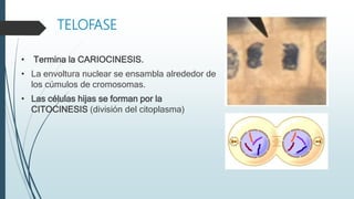 TELOFASE
• Termina la CARIOCINESIS.
• La envoltura nuclear se ensambla alrededor de
los cúmulos de cromosomas.
• Las células hijas se forman por la
CITOCINESIS (división del citoplasma)
 