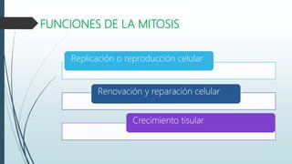 FUNCIONES DE LA MITOSIS
Replicación o reproducción celular
Renovación y reparación celular
Crecimiento tisular
 