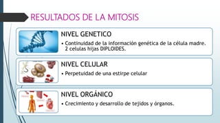 RESULTADOS DE LA MITOSIS
NIVEL GENETICO
• Continuidad de la información genética de la célula madre.
2 celulas hijas DIPLOIDES.
NIVEL CELULAR
• Perpetuidad de una estirpe celular
NIVEL ORGÁNICO
• Crecimiento y desarrollo de tejidos y órganos.
 