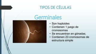 TIPOS DE CÉLULAS
• Son haploides
• Contienen 1 juego de
cromosomas
• Se encuentran en gónadas.
• Contienen 23 cromosomas de
estructura simple
 