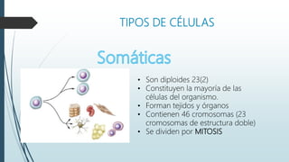 TIPOS DE CÉLULAS
• Son diploides 23(2)
• Constituyen la mayoría de las
células del organismo.
• Forman tejidos y órganos
• Contienen 46 cromosomas (23
cromosomas de estructura doble)
• Se dividen por MITOSIS
 