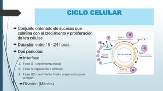 CICLO CELULAR
 Conjunto ordenado de sucesos que
culmina con el crecimiento y proliferación
de las células.
 Duración entre 16 – 24 horas.
 Dos periodos:
Interfase
1. Fase G1: crecimiento inicial
2. Fase S: replicación o síntesis
3. Fase G2: crecimiento final y preparación para
división
División (Mitosis)
 