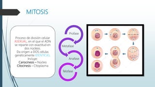 MITOSIS
Profase
Metafase
Anafase
Telofase
Proceso de división celular
ASEXUAL, en el que el ADN
se reparte con exactitud en
dos núcleos.
Da origen a DOS células
genéticamente IDÉNTICAS.
Incluye:
Cariocinesis – Núcleo
Citocinesis - Citoplasma
 