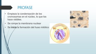 PROFASE
• Empieza la condensación de los
cromosomas en el núcleo, lo que los
hace visibles.
• Se rompe la membrana nuclear
• Se inicia la formación del huso mitótico
 